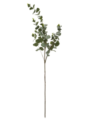 Podružnica Eucalyptus 98 cm